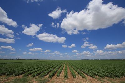 Crops growing on field against sky