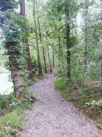 Rear view of people on footpath amidst trees in forest