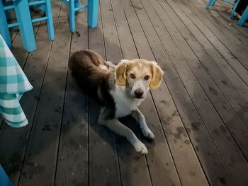 High angle view of dog sitting on wooden floor