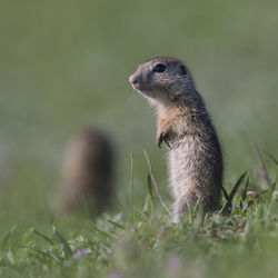 Close-up of squirrel on field