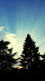 Low angle view of silhouette trees against sky