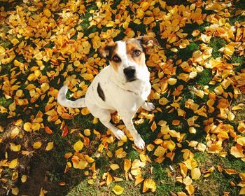 Portrait of dog sitting on leaves during autumn