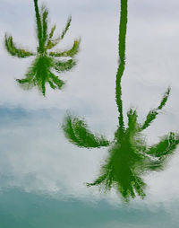 High angle view of tree by lake against sky