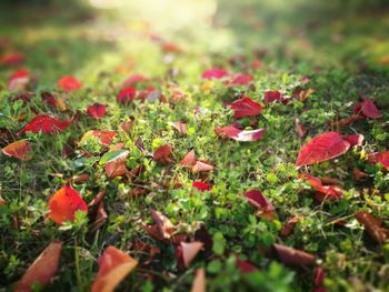 Close-up of plants against blurred background