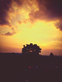 Silhouette of trees at sunset