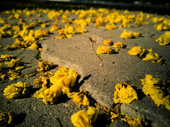 Close-up of yellow leaves on road