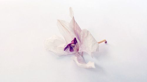 Close-up of flower over white background