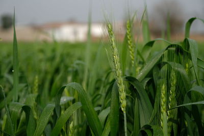 Close-up of crop growing on field