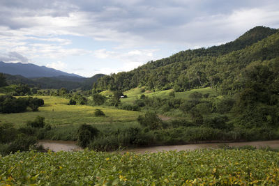 Panoramic view of green soy beans fields, tropical trees and a river