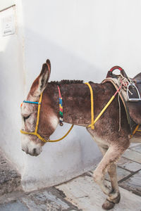 Horse in a farm