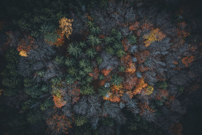 Full frame shot of trees growing in forest during autumn