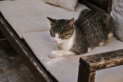 White and gray cat sleeping on a sofa