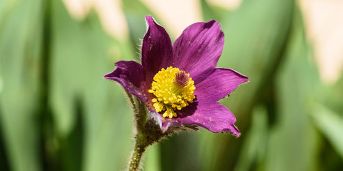 Lonely flower in the garden