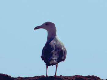 Close-up of bird perching against clear sky