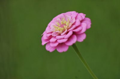 Close-up of flowers