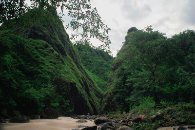 Scenic view of forest against sky