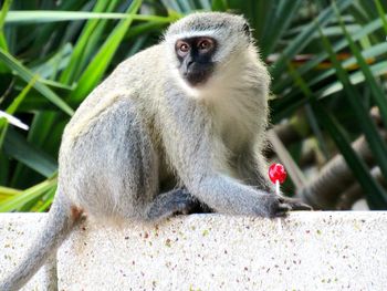 Monkey with lollipop outdoors