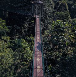 Low angle view of railroad track amidst trees in forest