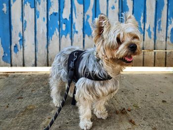 Portrait of a dog looking away