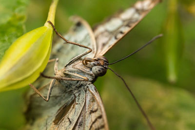 Close-up of insect