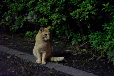 Cat sitting on plant