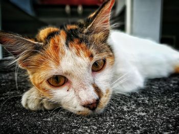 Close-up portrait of cat lying outdoors