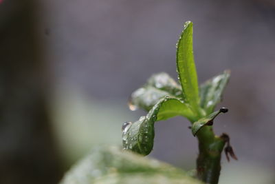 Close-up of wet plant