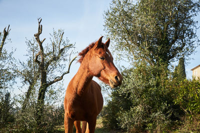 Horse standing on field