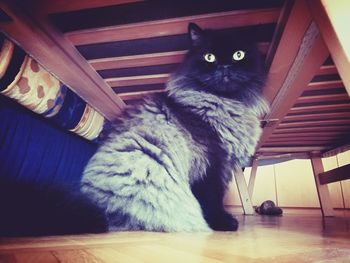 Close-up of cat sitting at home