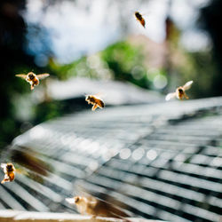 Low angle view of honey bee flying over white background