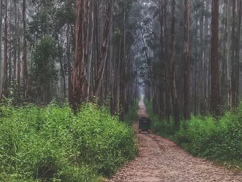 Trees in forest