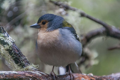 Close-up of bird perching outdoors