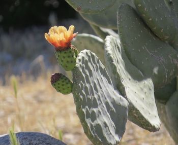 Close-up of succulent plant