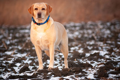 Portrait of dog standing on field