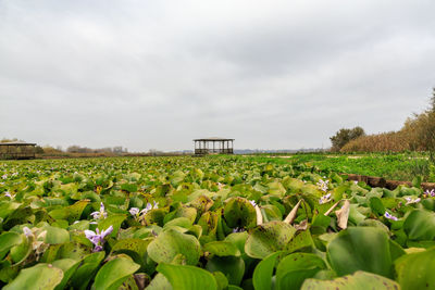 Plants growing on field against sky