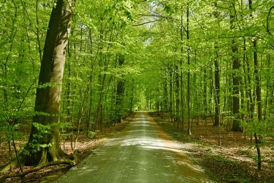 Walkway amidst trees in forest