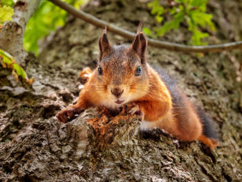 Close-up of squirrel on tree trunk