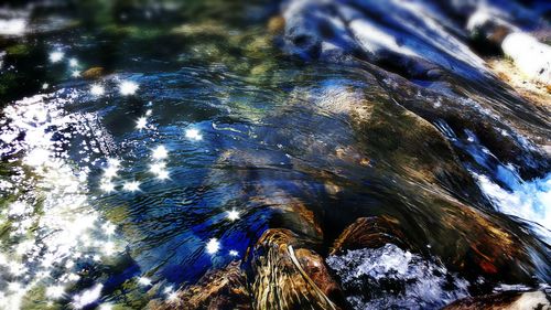 Reflection of trees in water