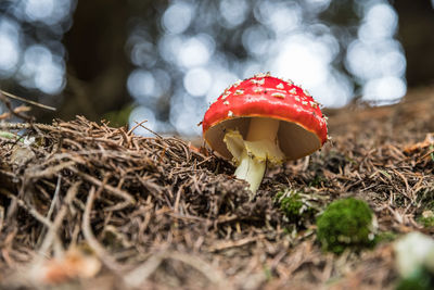 Close-up of fly agaric mushroom