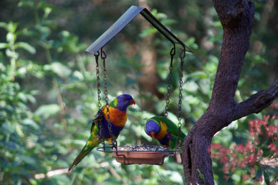 Close-up of birds perching on feeder