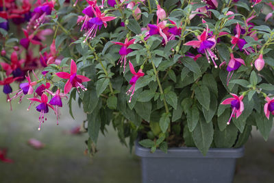 Close-up of pink flowering plants