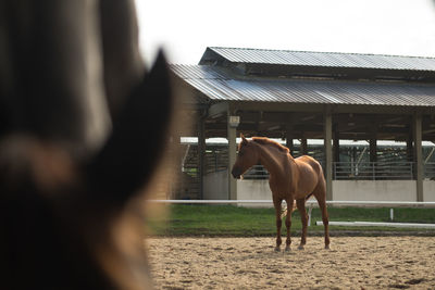 View of horse against sky