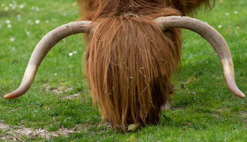 Close-up of horse on field