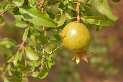 Close-up of fruit growing on tree