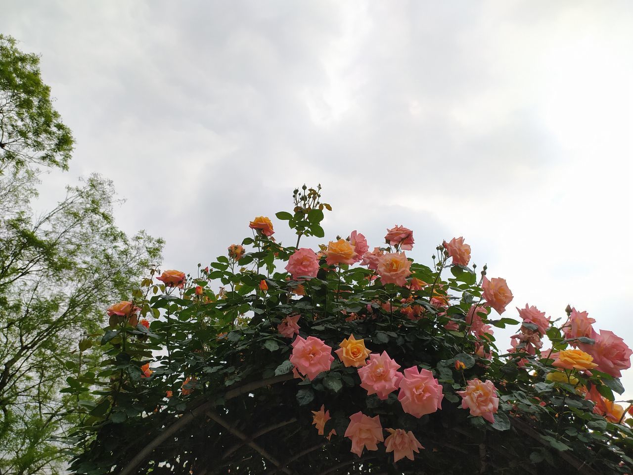 LOW ANGLE VIEW OF FLOWERING PLANT AGAINST SKY