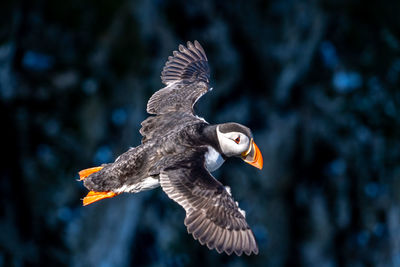 Single portrait puffin flying soaring and gliding on a cliff face on rugged uk coastline