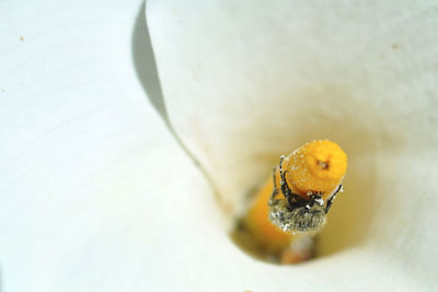 Close-up of insect on flower