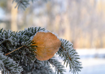 Close-up of snow covered pine tree