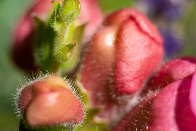 Close-up of red berries on plant