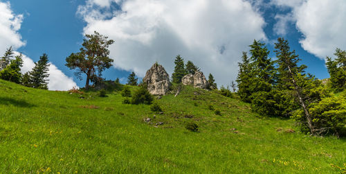 Panoramic view of trees on field against sky